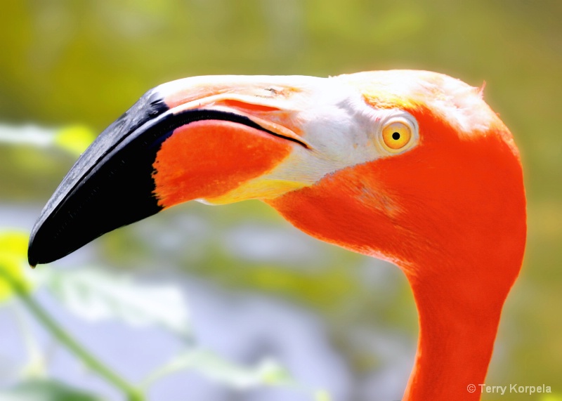 Flamingo - ID: 15234584 © Terry Korpela