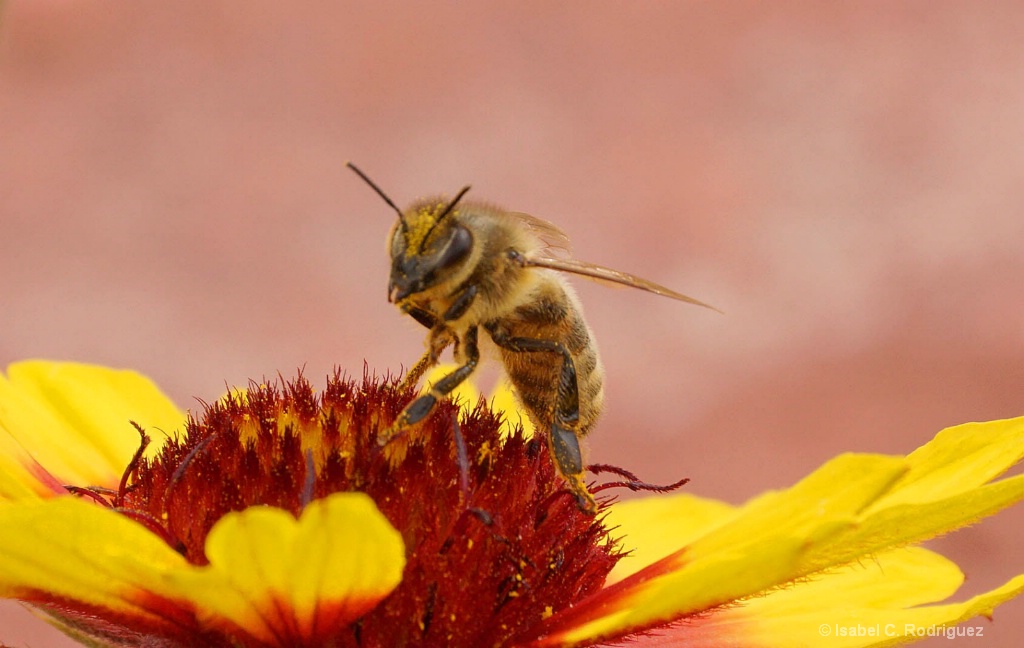 Pollen Working Bee