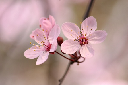 Pink plum flowers