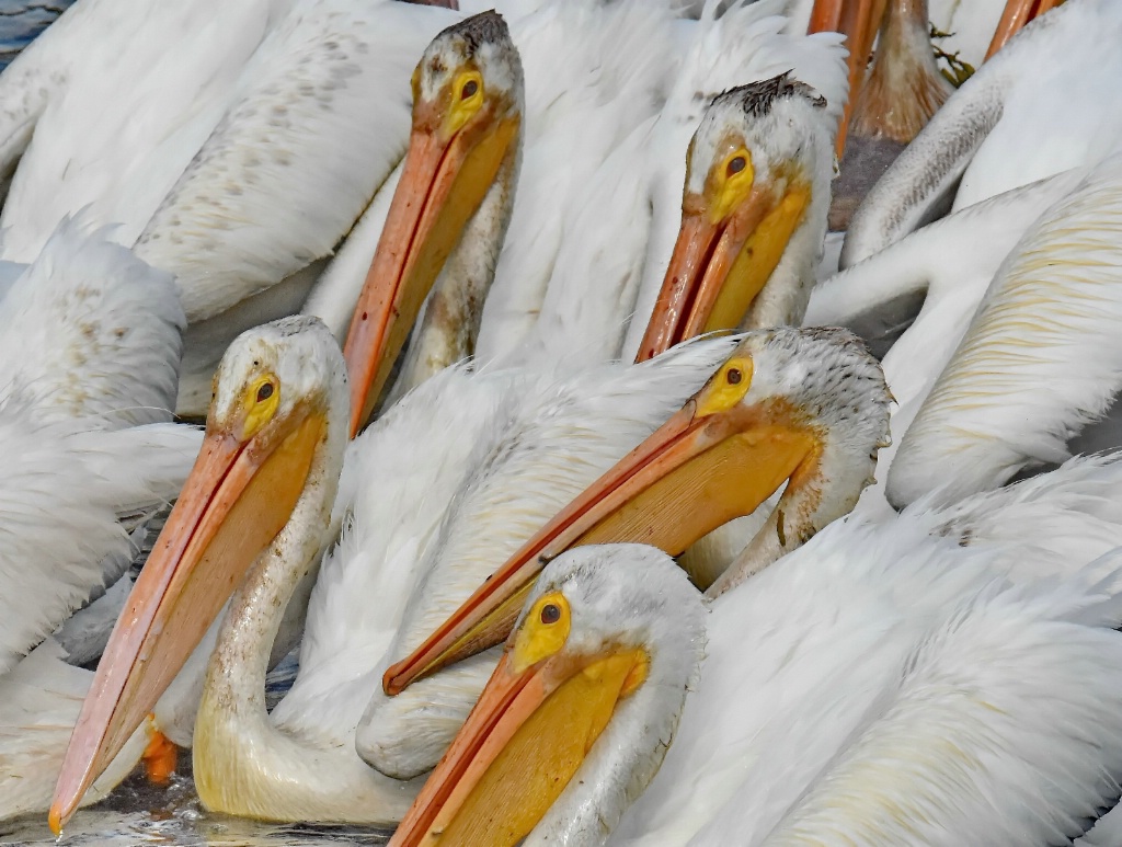 The Pelican Group Portrait