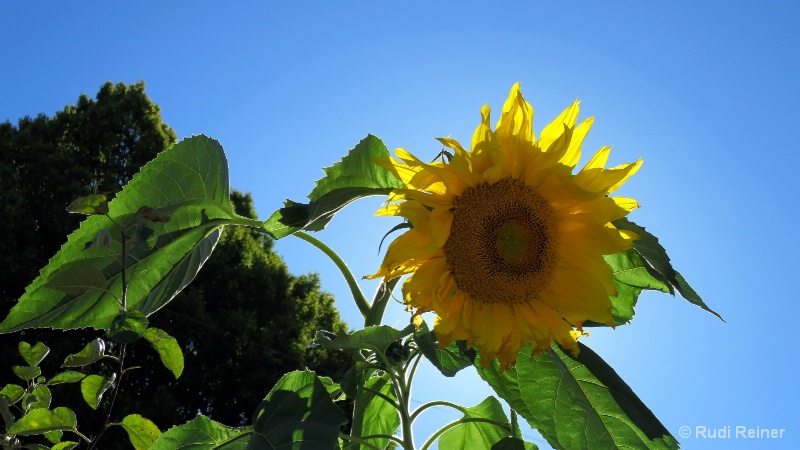 Sunflower & sunlight