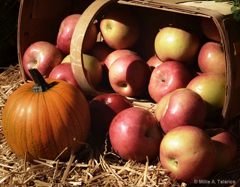 Basket Of Apples