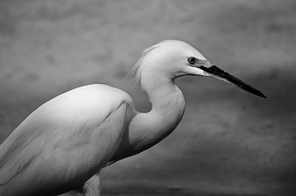 Snowy Egret in Black and White 