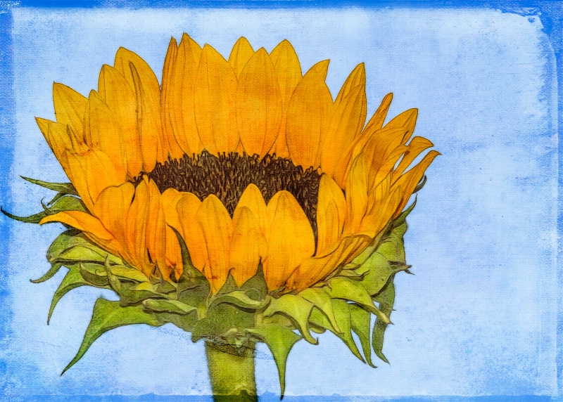 Sunflower On Blue