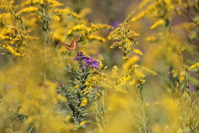 September Meadow