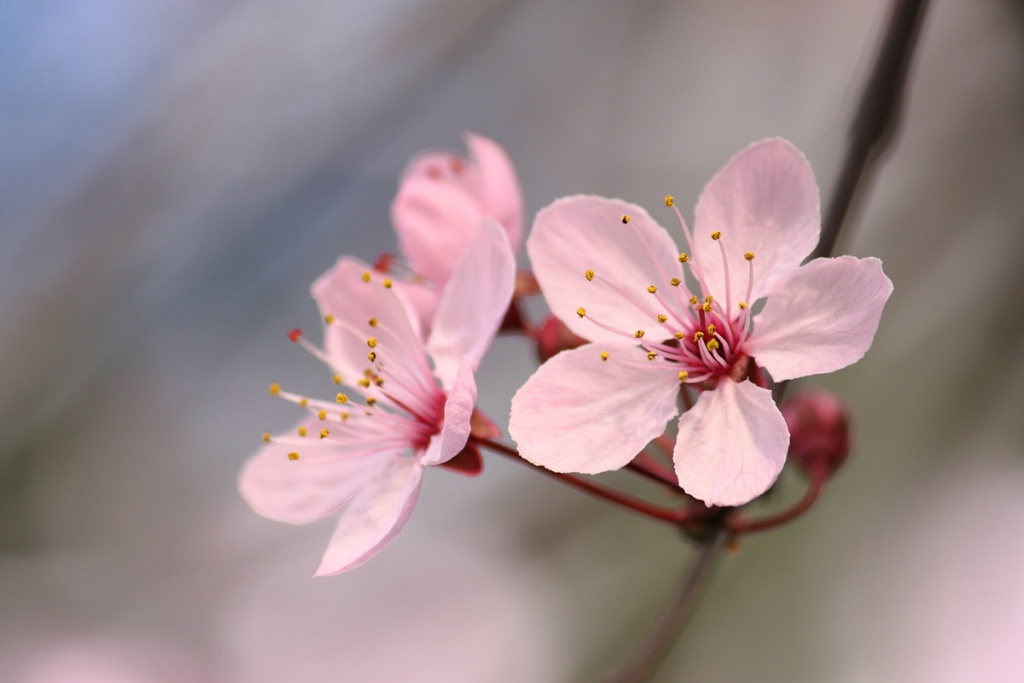 Pink plum flowers#2