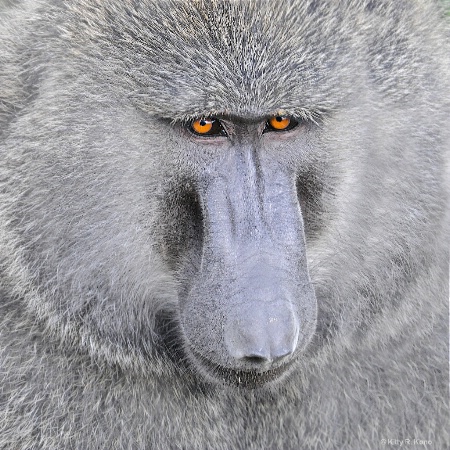 The Baboon