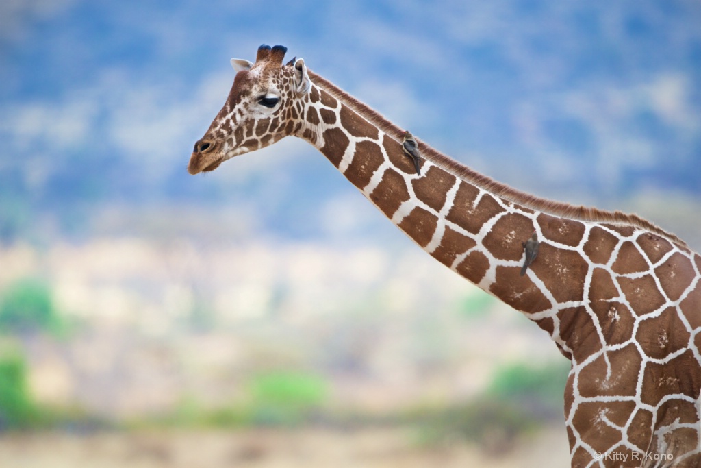 Giraffe with Long Neck