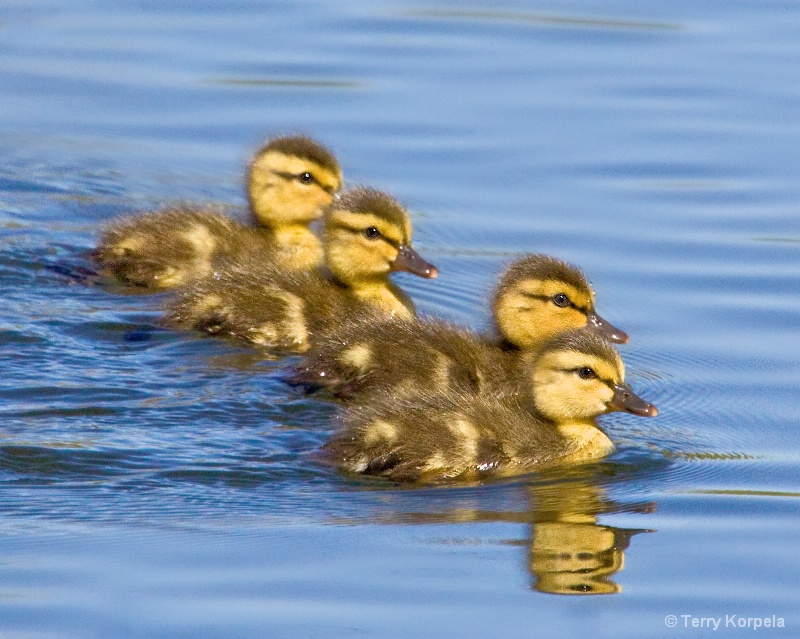 Baby Mallards