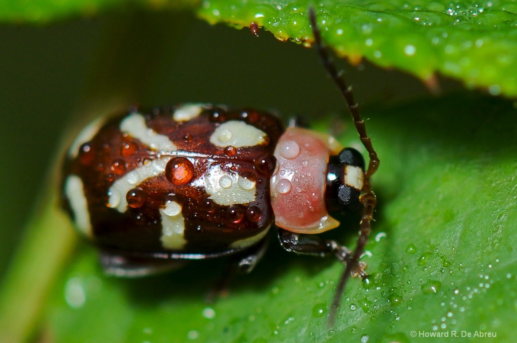 Beatle In My Rose Garden