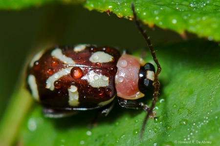 Beatle In My Rose Garden