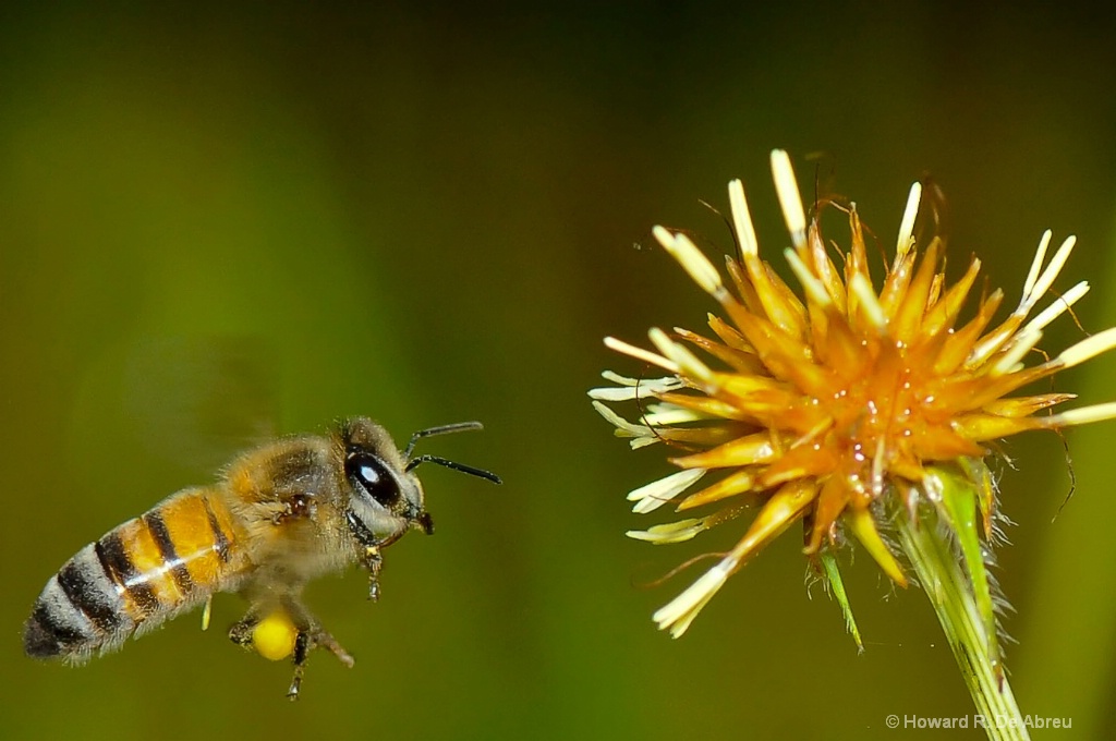 Bee Approach To Pollinate.