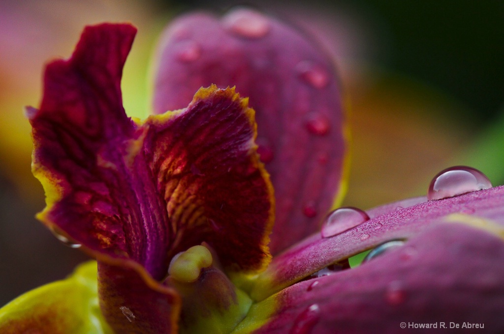 Droplets On A Purple Orchid