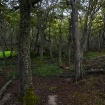 Forest Scene
