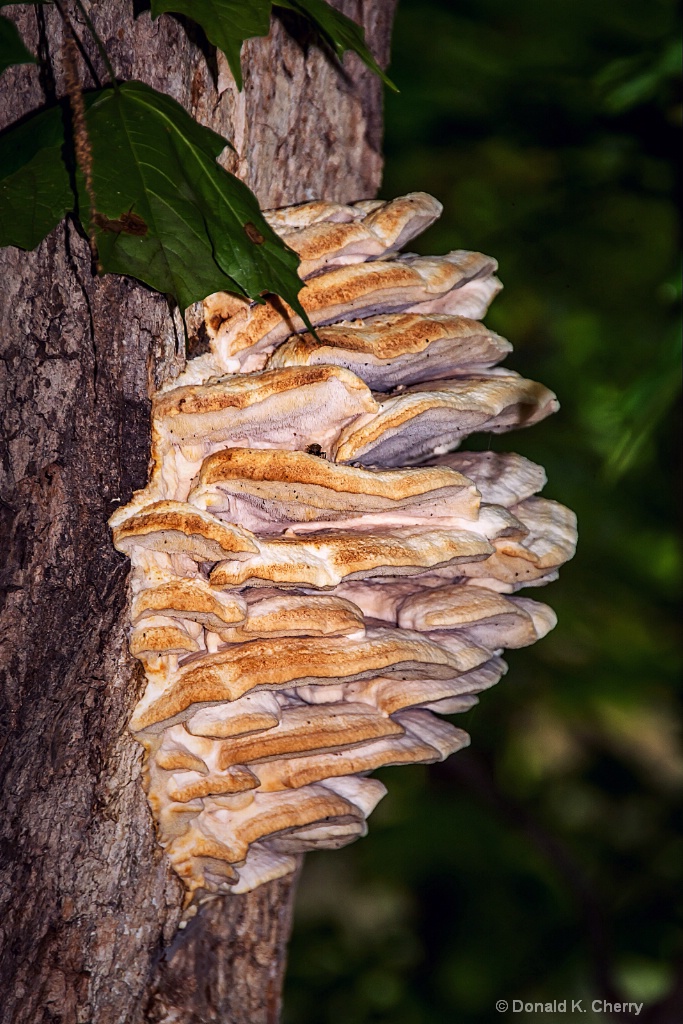 Fungus Amoungus