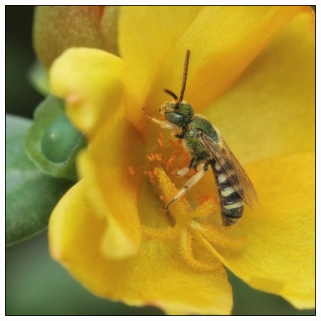 halictid bee (sweat bee)