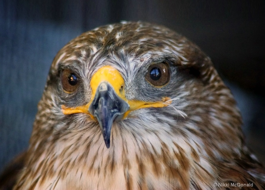 Hawk-eyed