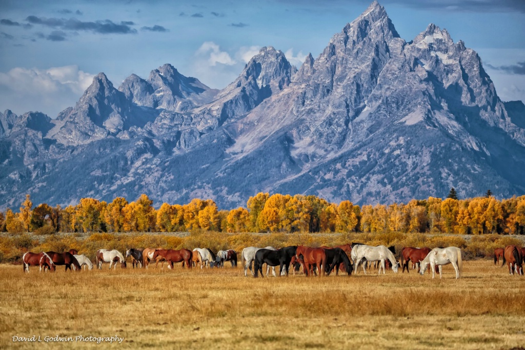 Wild Horses in the Tetons 2