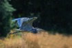 Heron Flight