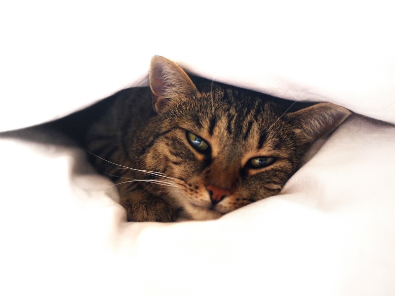 Princess under the blanket
