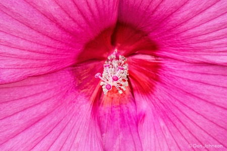 Pink Hibiscus Macro 9-25-16 291