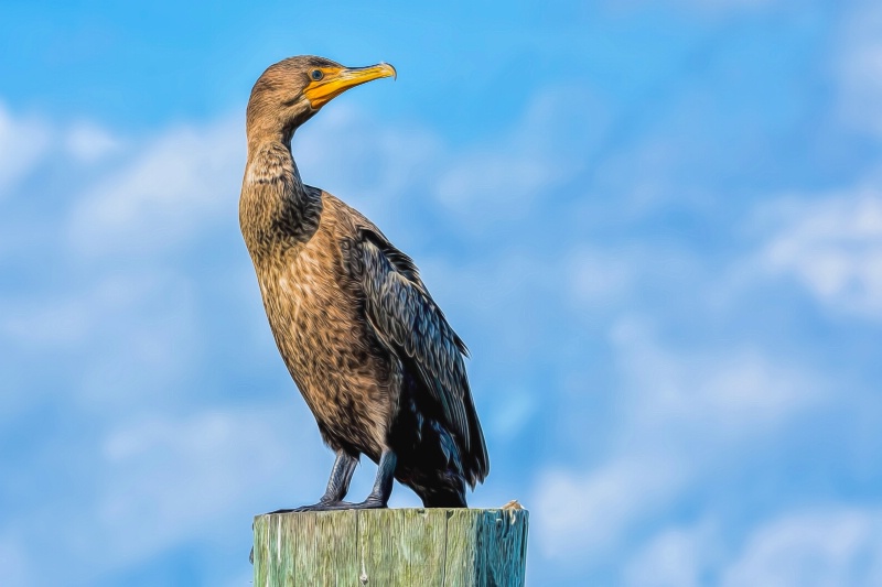 Cormorant