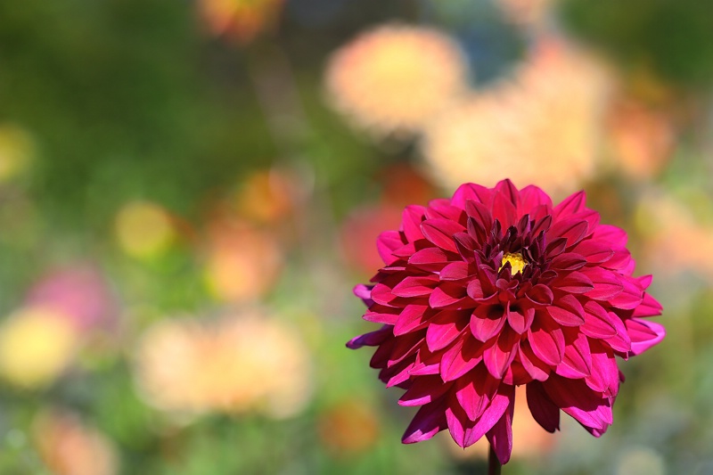 Dahlia in the Sun