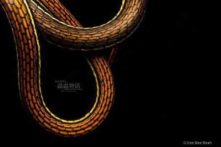 Snake of Ribbon