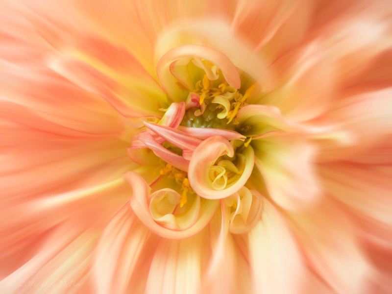 Zooming Dahlia