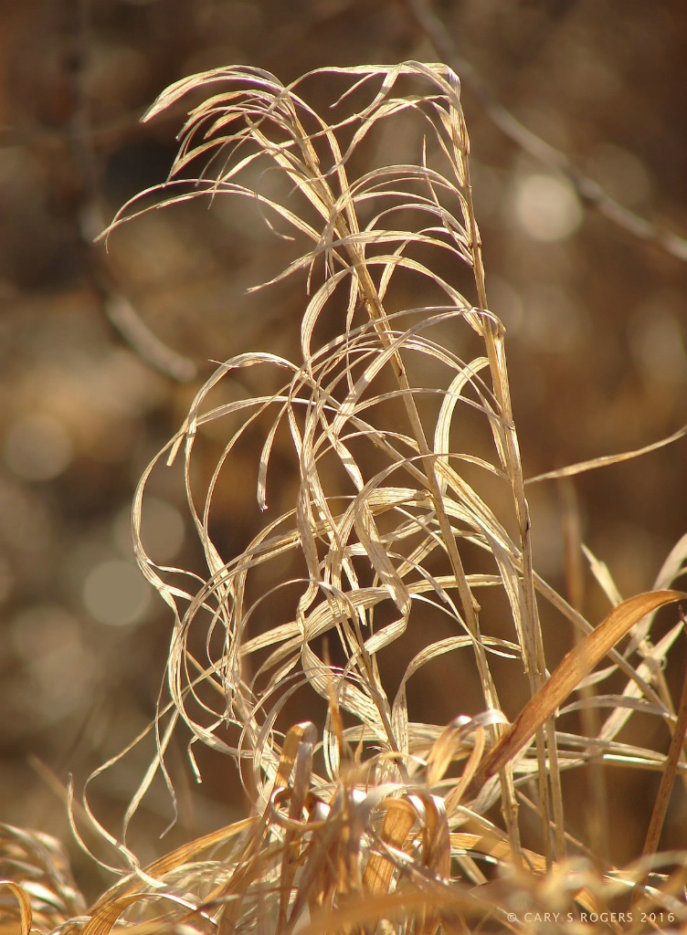 Dried Grasses with Autumn Bokeh