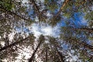 Circle of trees