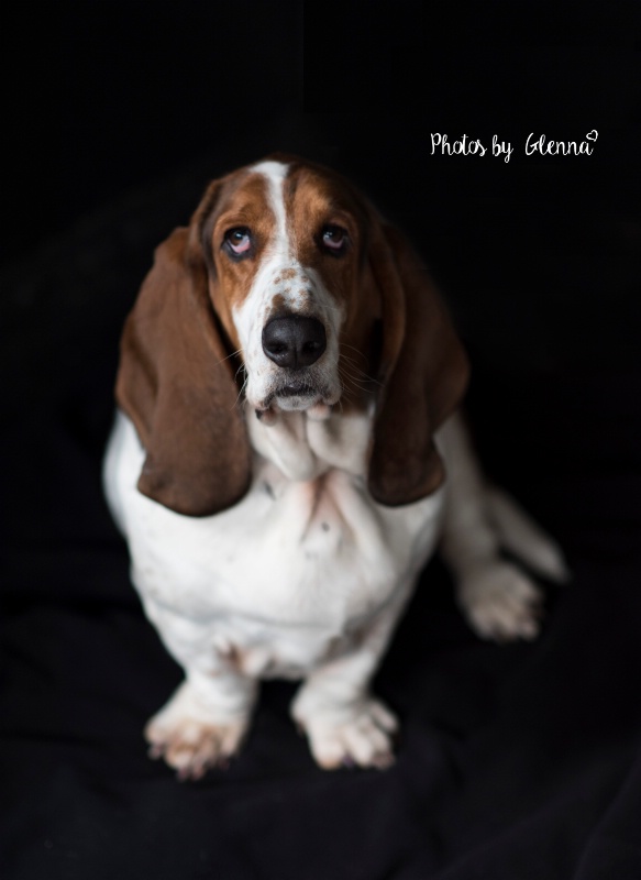 Basset Hound