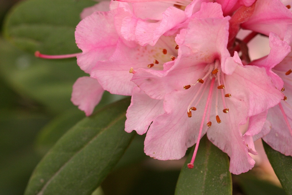 Pink rhododendron close up