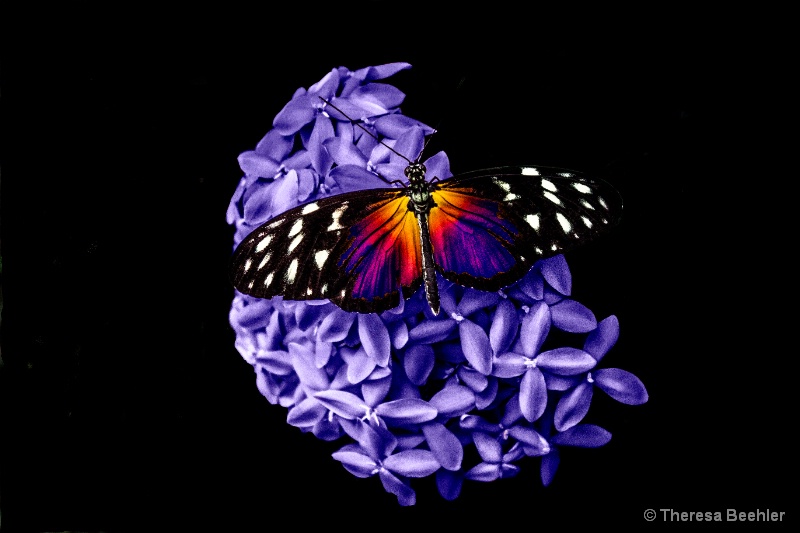 Purple Hydrangea with butterfly
