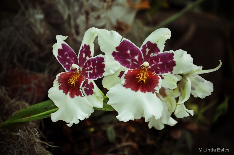 Natural Beauty - ID: 15237188 © Linda Estes