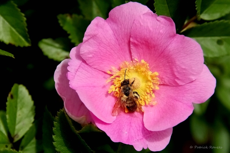 Bee On A Rose