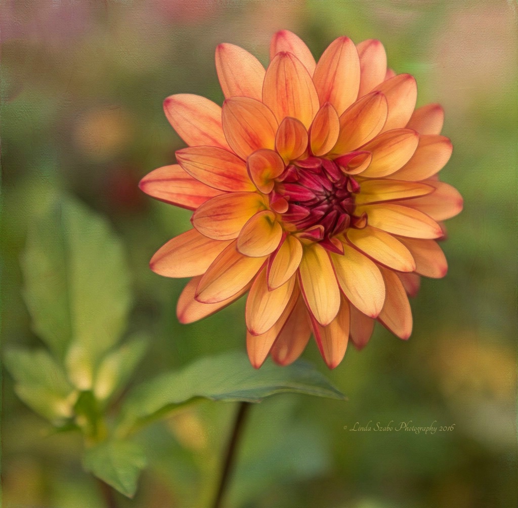 Autumn Dahlia