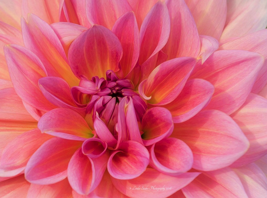 Heart of the Dahlia