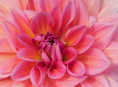 Heart of the Dahlia