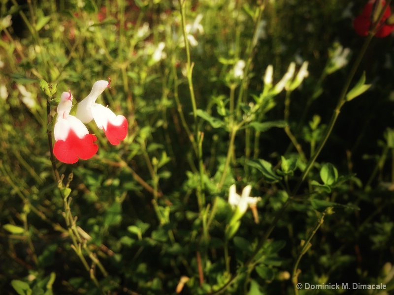 ~ ~ RED-LIPPED COW PEA ~ ~ 