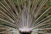 Peacock Backside
