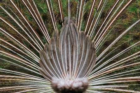 Peacock Backside