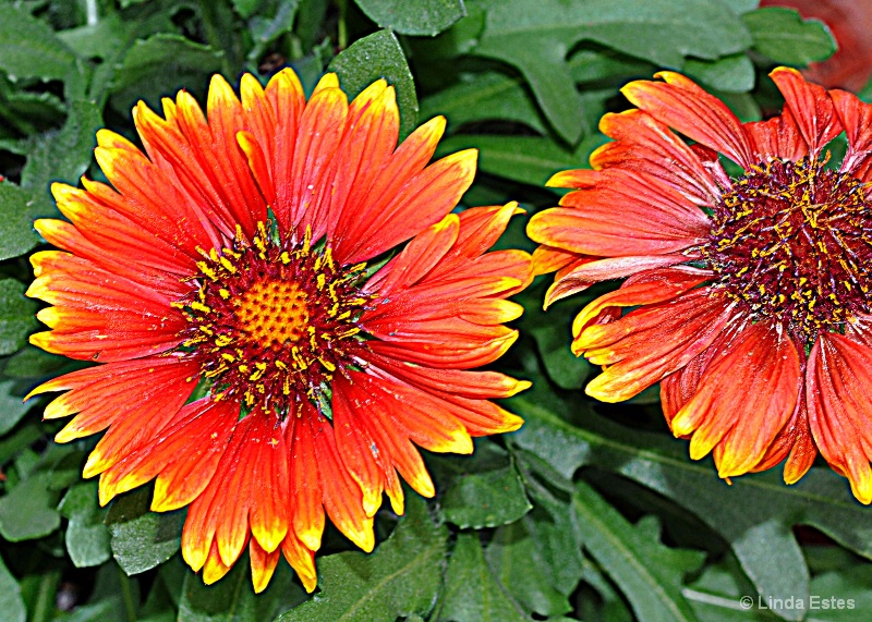 Snuggle Up Blanket Flowers - ID: 15237252 © Linda Estes