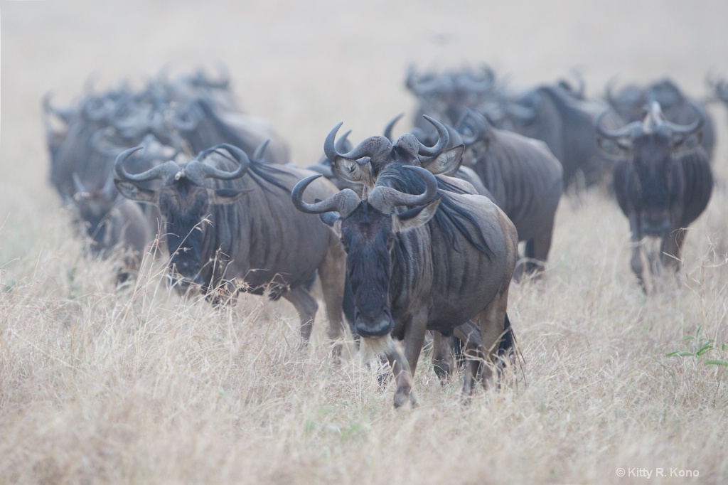 The Wildebeests 1 - ID: 15237258 © Kitty R. Kono