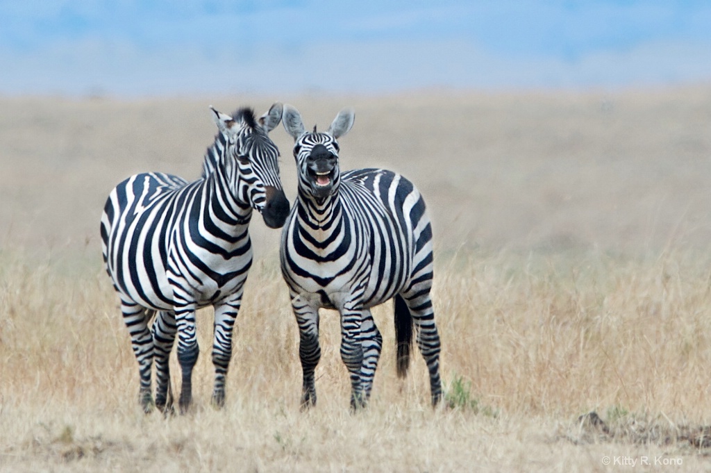 Chuckling Zebras - ID: 15237262 © Kitty R. Kono
