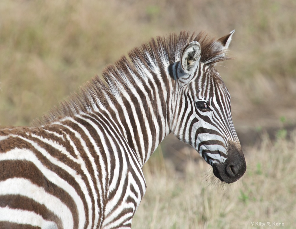 Baby Zebra - ID: 15237266 © Kitty R. Kono