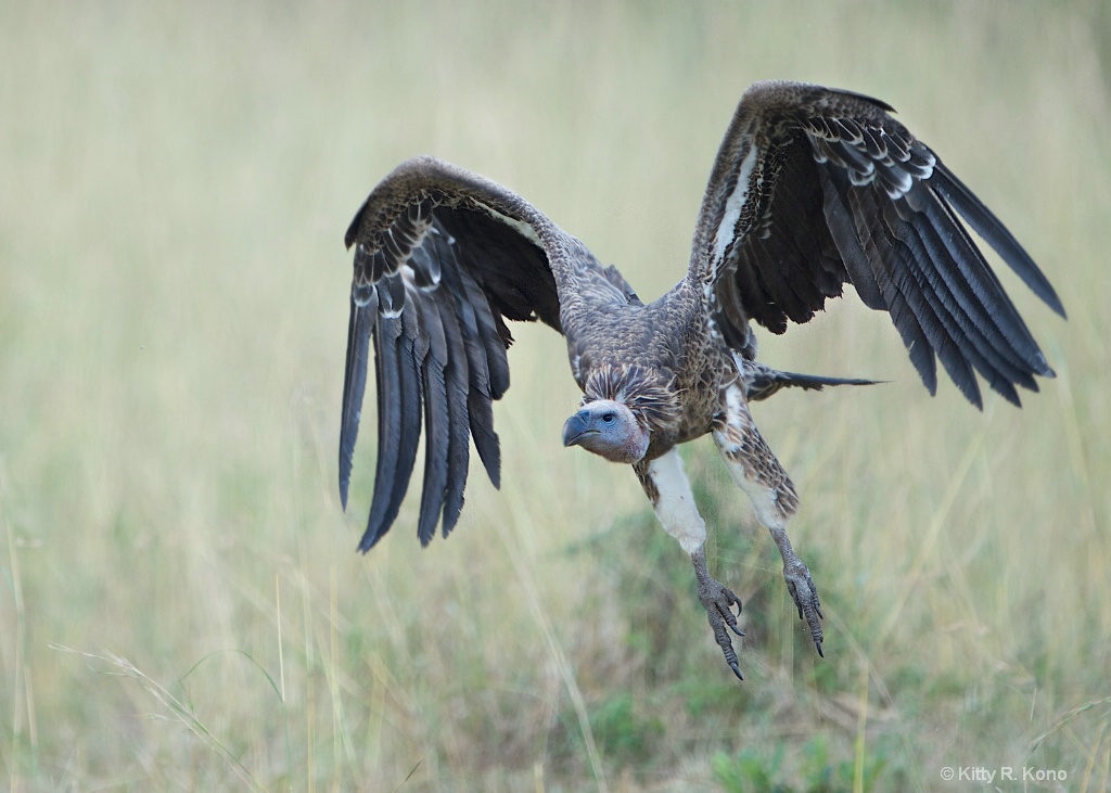 African White Backed Vulture Take Off - ID: 15237271 © Kitty R. Kono