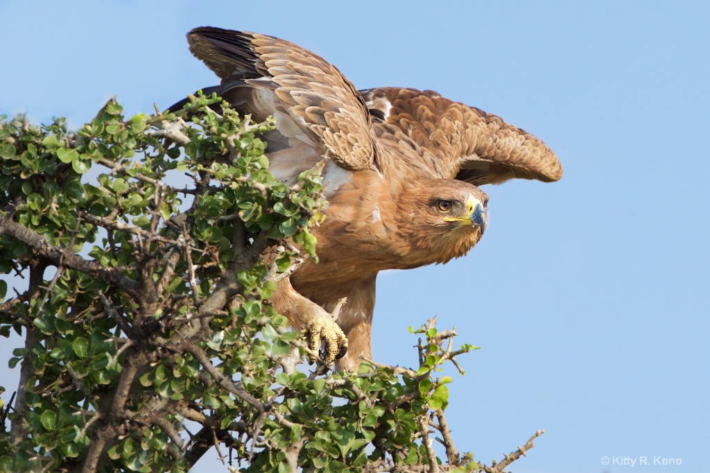 Tawny Eagle Take Off - ID: 15237277 © Kitty R. Kono
