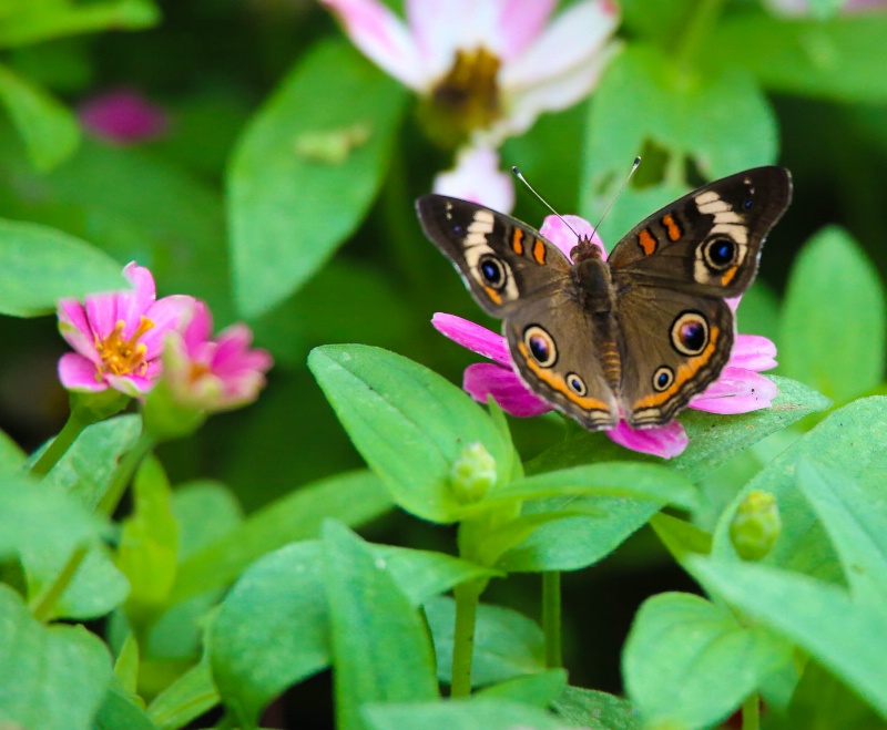 Buckeye Butterfly