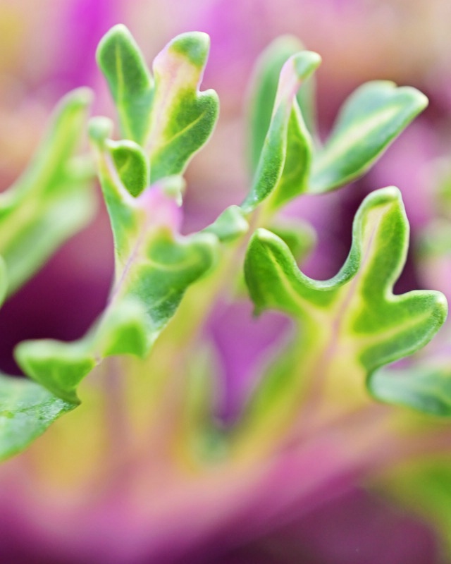 Purple and green